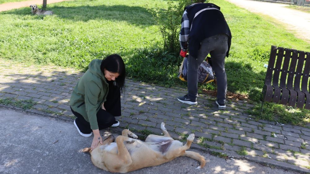 İzmit Belediyesi, Sokak Hayvanları İçin Mama Dağıtımına Devam Etti - Haberler