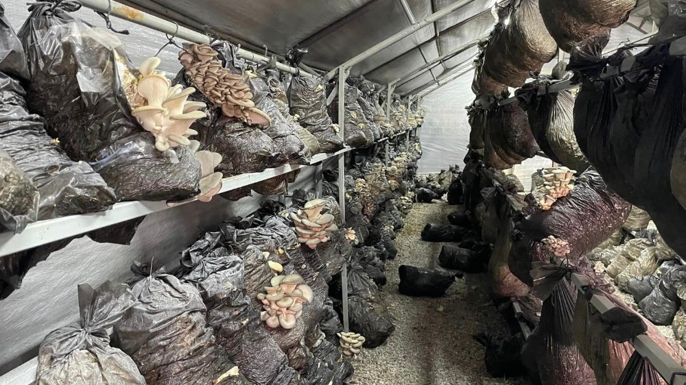 Konya’da mantar üretimine yönelik çalışmalar devam ediyor