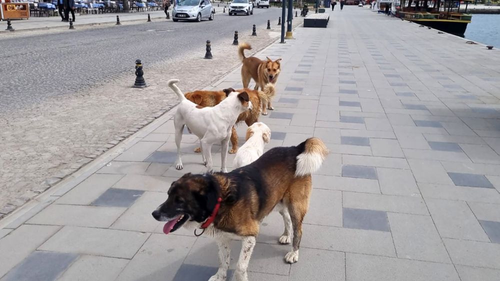 Sinop'ta Başıboş Köpeklerin Sorunu: Vatandaşlar Yetkililerden Çözüm İstiyor