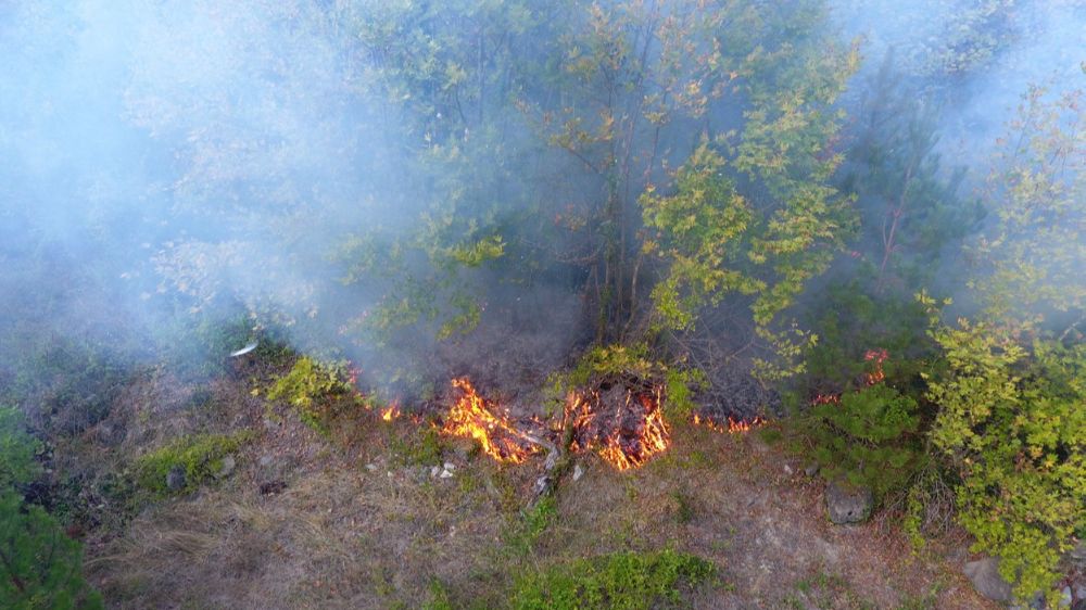 Sinop'ta orman yangını; 5 dönüm arazi zarar gördü