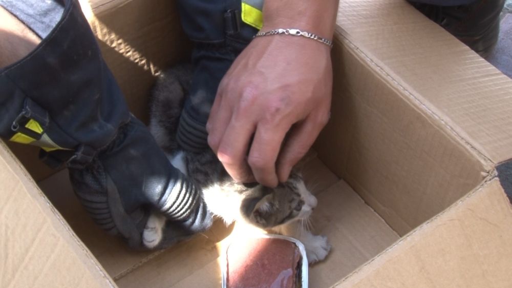 Afacan yavru kedi sıkıştığı motosikletten kurtarıldı, özgürlüğe kavuştu