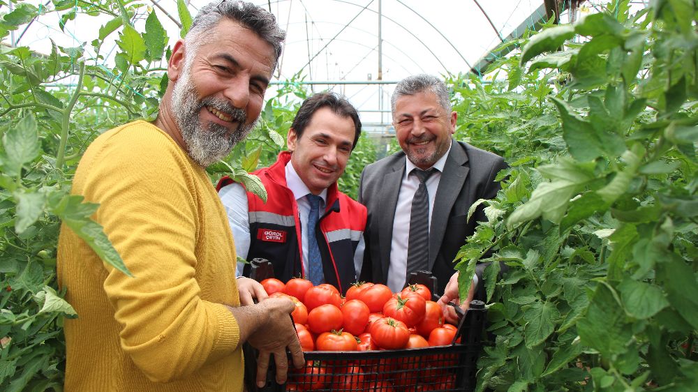 Amasya’da domates hasadı başladı. 