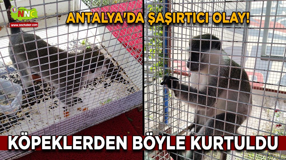 Antalya'da Şaşırtıcı Olay! Köpeklerden böyle kurtuldu