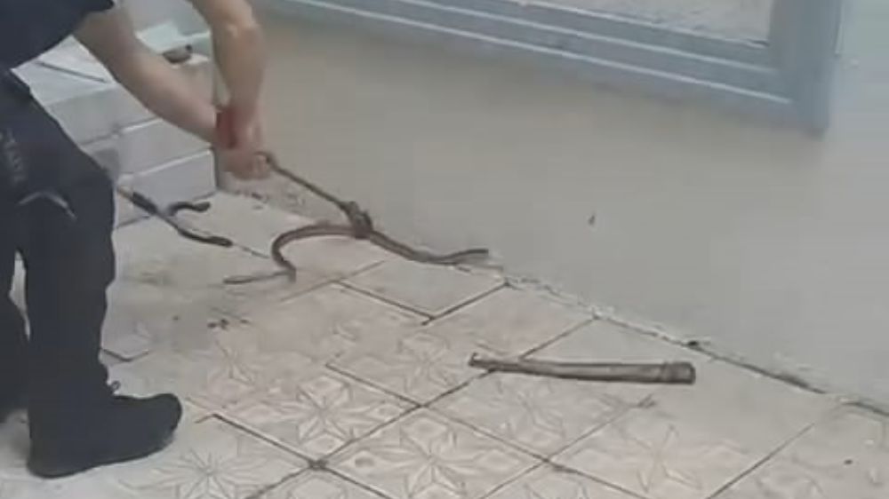  Bursa’da site bahçesinde yılan yılan görüldü