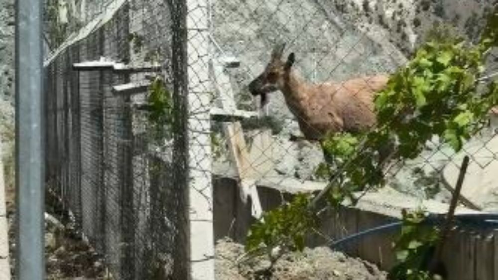 Deriner Barajı Sahasında Yaban Keçileri Görüntülendi