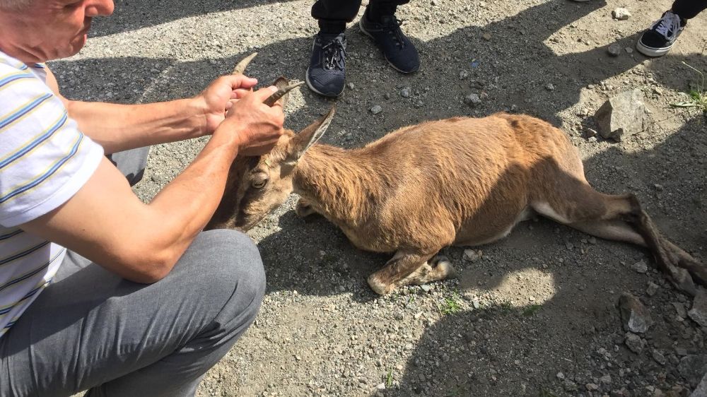 Emine Büyükdağ'ın sevgiyle kurtardığı yaralı dağ keçisi tedaviye alındı