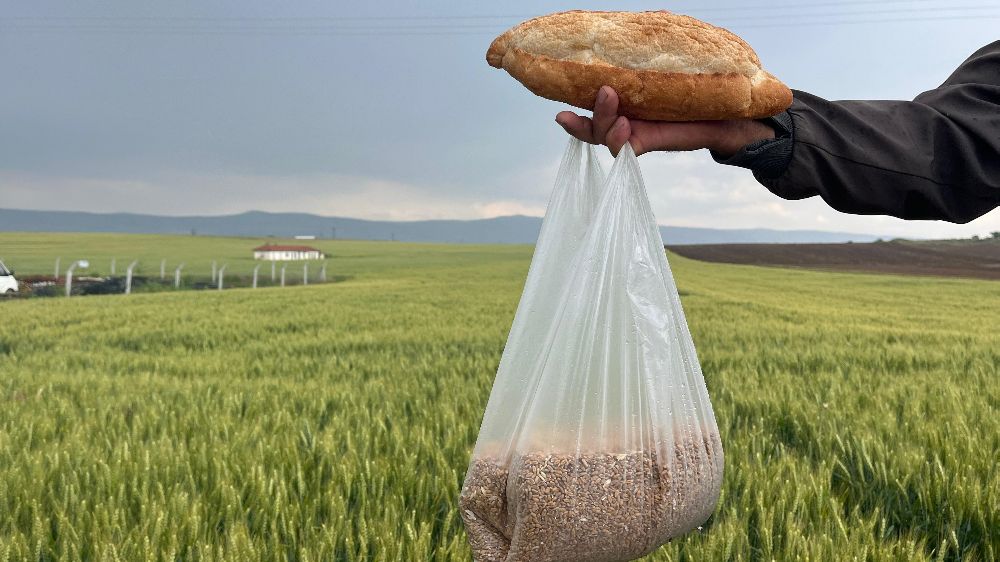 Eskişehir’de çiftçiler yeni buğday fiyatının açıklanmasını bekliyor
