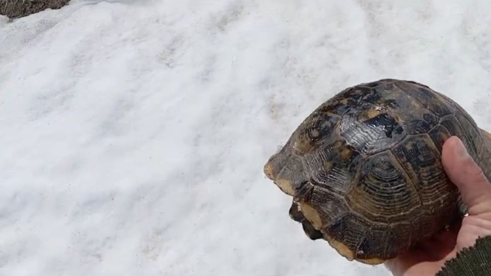 Hakkari'de Kar Üzerine Mahsur Kalan Kaplumbağa Kurtarıldı! 