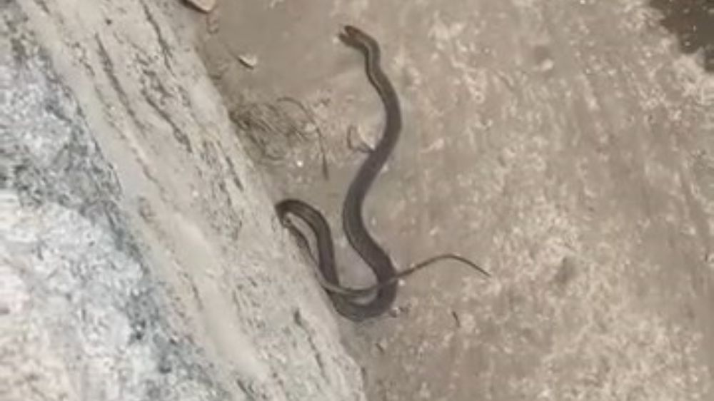  iki farklı yılan korkuttu