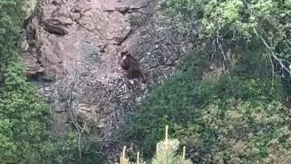  Kayalıklara tırmanan ayı kameralara takıldı