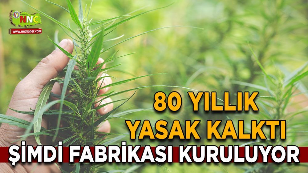  Konya'da 750 bin dekar alana kenevir ekimi yapılacak