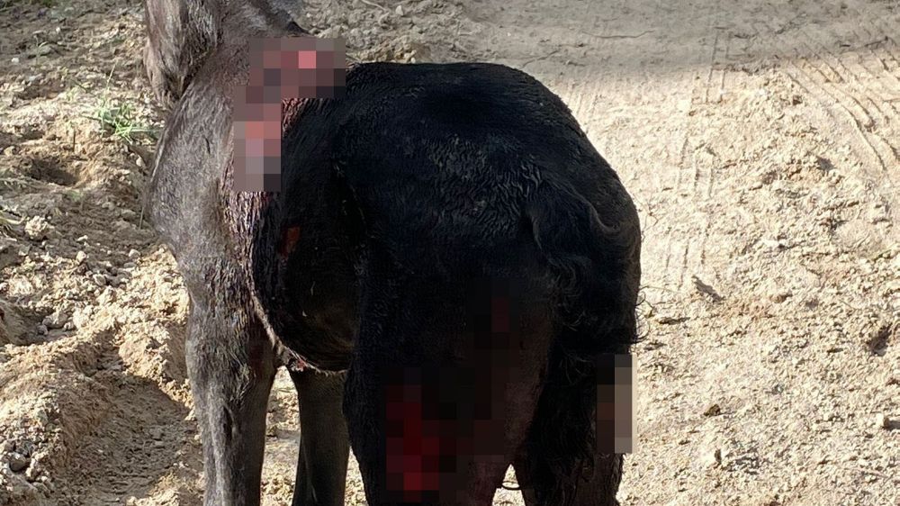 Nevşehir'de Sokak Köpekleri Atlara Saldırdı