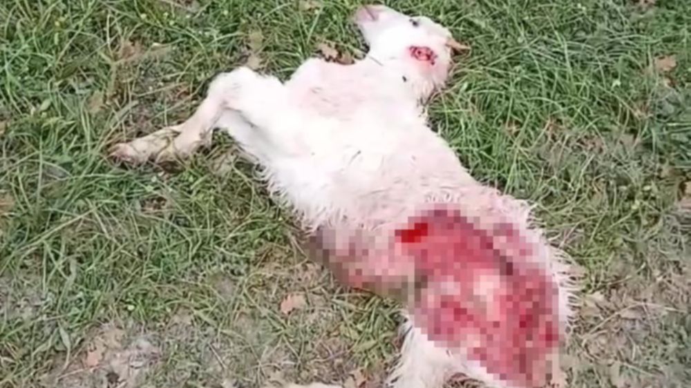 Sürüye saldıran kurt 1 koyunu telef etti 