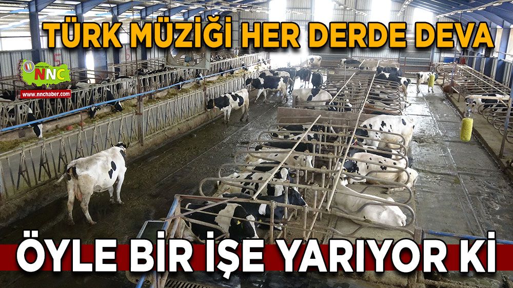 Türk Müziği İnekleri Sakinleştiriyor Süt Verimini Artırıyor!