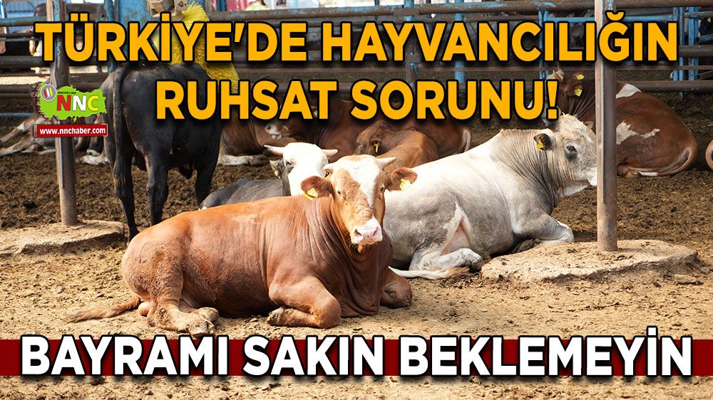 Türkiye'de Hayvancılığın Ruhsat Sorunu! Bayramı sakın beklemeyin