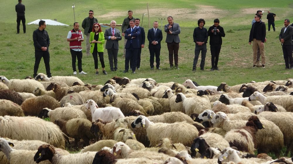 Van Valisi Ozan Balcı, Edremit'te kuzuların anneleriyle buluşmasını izledi