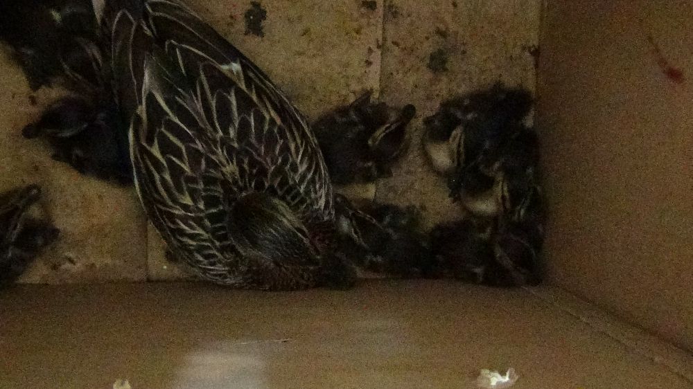 Yaban ördeği ve Yavruları DKMP'de Güvende