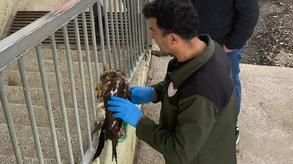 Yaralı Şahin tedavisini oldu, doğaya geri döndü!