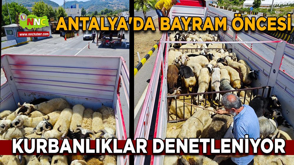 Antalya'da bayram öncesi kurbanlıklar denetleniyor