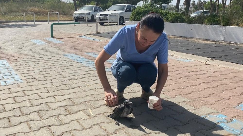 Antalya'da sıcakta bayılan kargalara şefkat eli