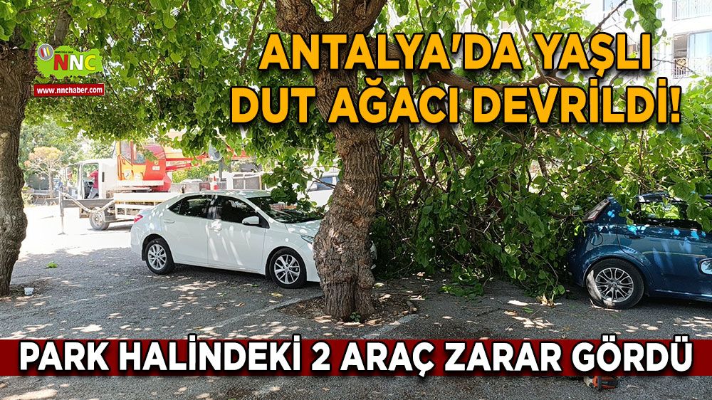 Antalya'da yaşlı dut ağacı devrildi! Park halindeki 2 araç zarar gördü