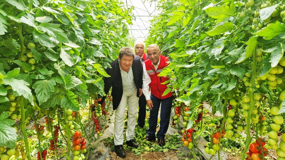 Karadeniz’in sebze serasında sezonun ilk domates hasadı