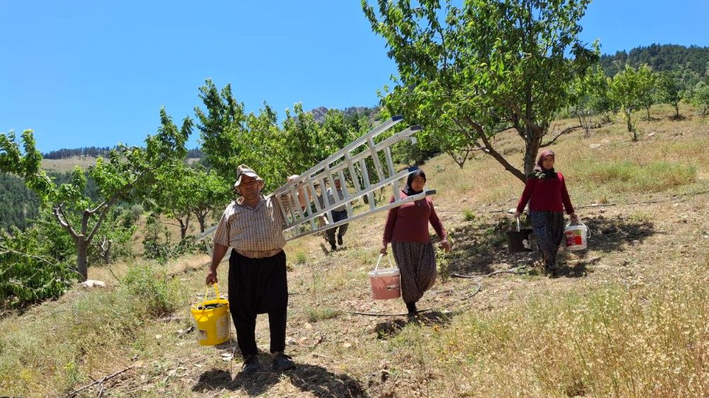 Adana'da kiraz hasadı 1 ay erken tamamlandı