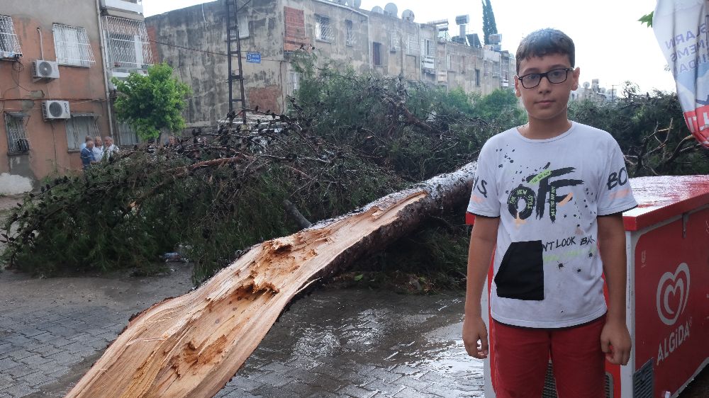 Adana'da küçük çocuk ağacın altında kalmaktan son anda devrildi 