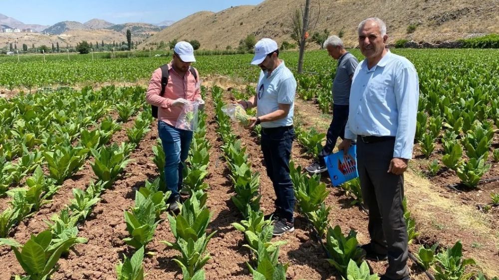 Adıyaman'da tütün fidelerinde hastalık taraması