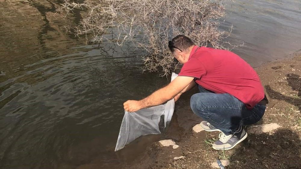Afyon'da göletlere 73 bin adet yavru sazan balığı bırakıldı