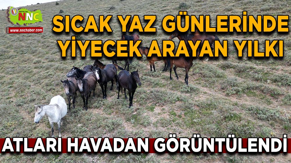 Afyon'da yiyecek arayan yılkı atları havadan görüntülendi