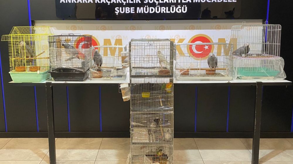 Ankara'da kaçak papağan operasyonu