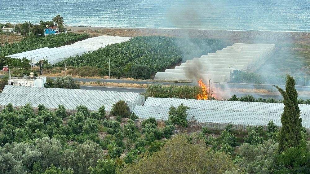 Antalya'da avokado ağaçları yangında zarar gördü