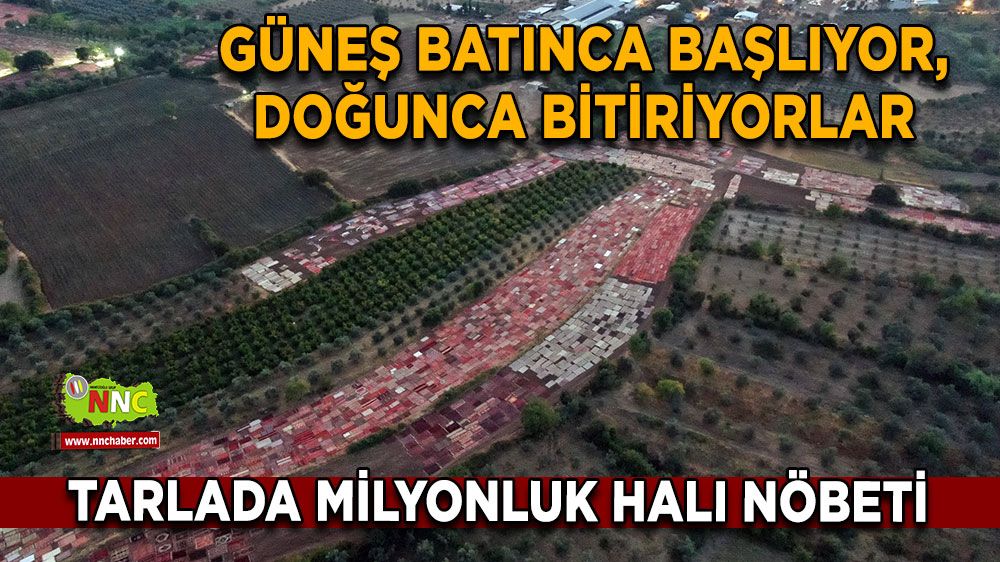 Antalya'da güneş ışığı halılara renk katıyor! 90 dönümlük "Halı Tarlası"!