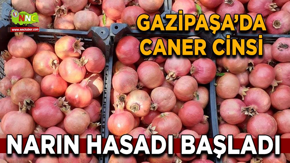 Antalya'da nar hasadı başladı