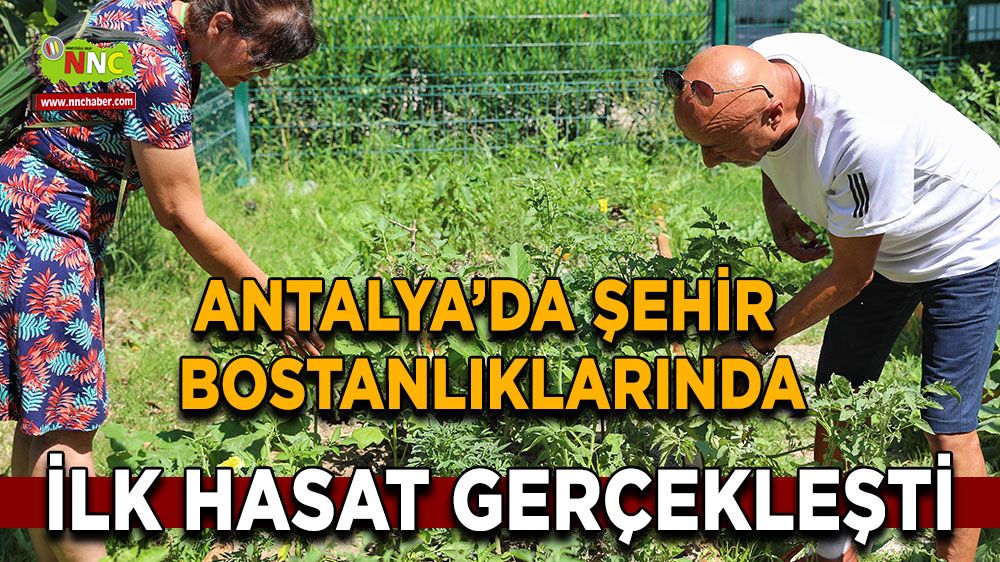 Antalya'da şehir bostanlıklarında ilk hasat sevinci