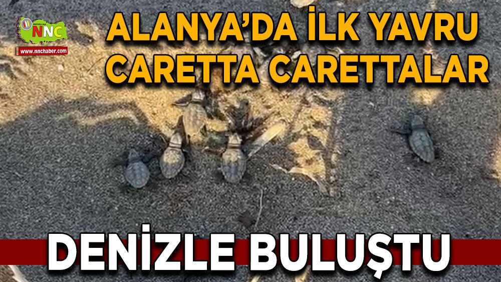 Antalya'da yavru caretta carettalar denizle buluştu