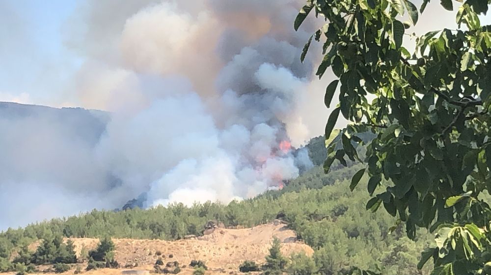 Aydın'da ormanlık alanda yangın