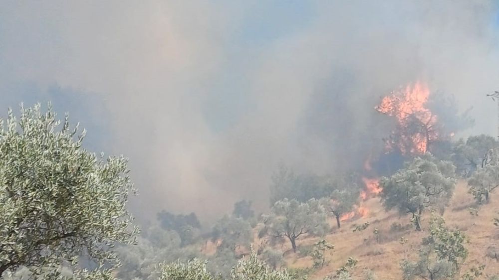 Aydın'da zeytinlik alanda yangın Ekipler seferber  