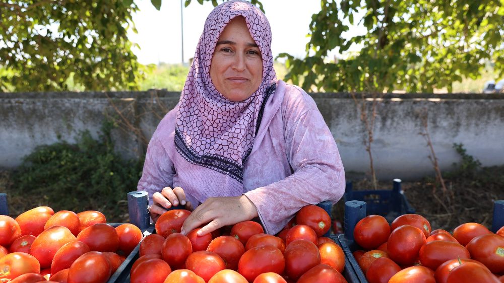 Aydın'ın Köşk ilçesi domates hasadına başladı 