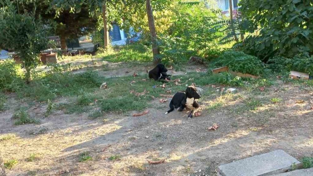 Beylikdüzü'nde bir kadın köpeklerin saldırısına uğradı 