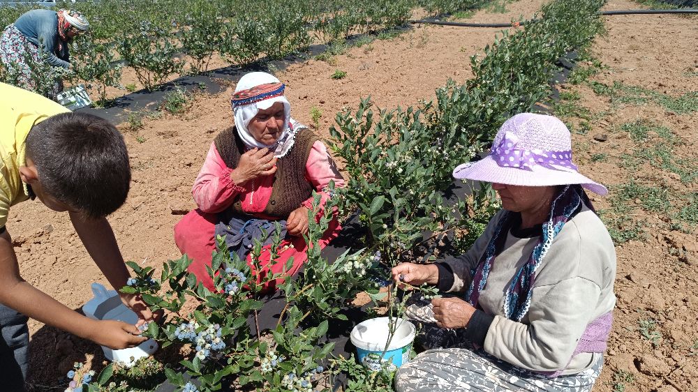 Bilecik'te  yaban mersini köylülerin geçim kaynağı oldu 