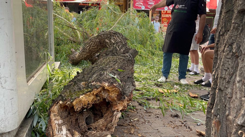 Bolu’da ağaç devrildi 1 kişi yaralandı 