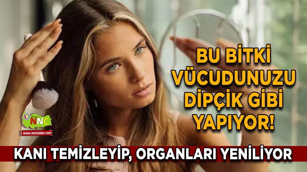 Bu bitki vücudunuzu dipçik gibi yapacak! Kanı temizleyip, organları yeniliyor