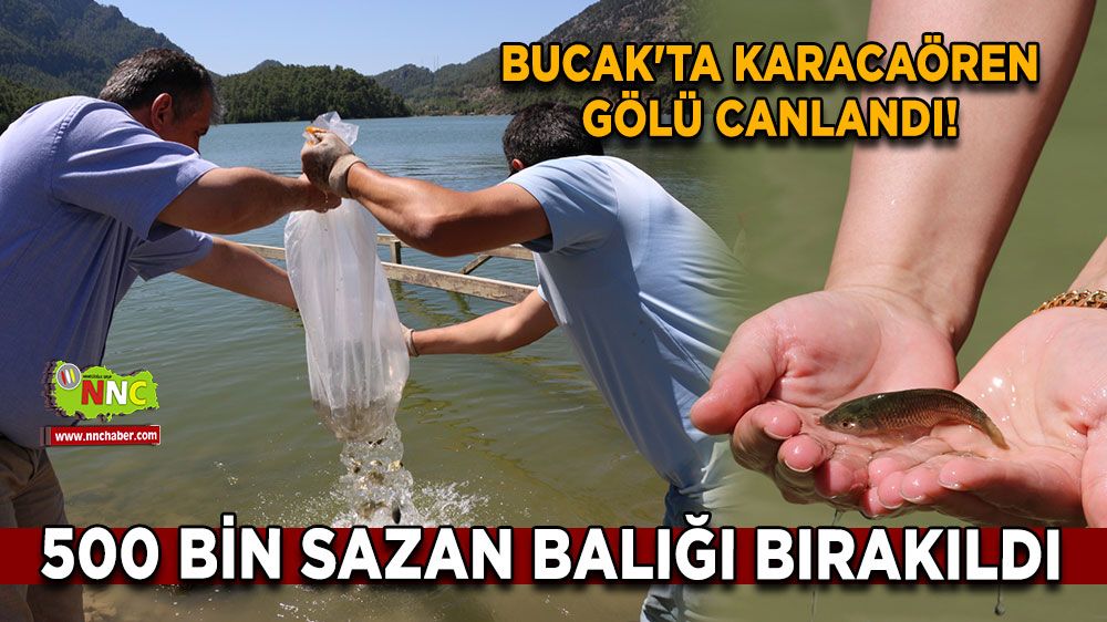 Bucak'ta Karacaören Gölü canlandı! 500 bin sazan balığı bırakıldı