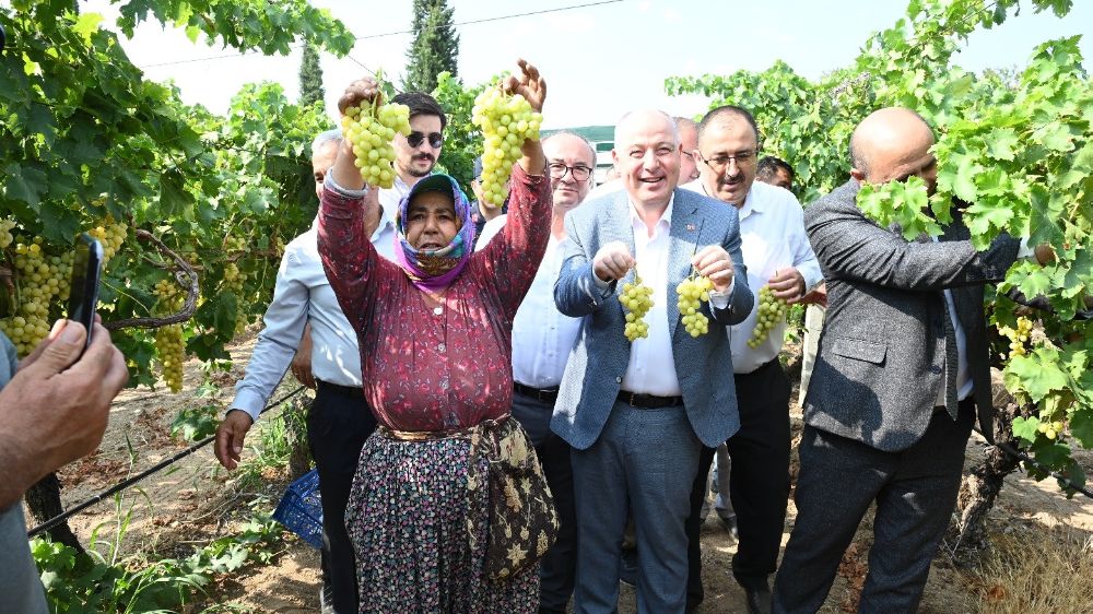  Denizli'de üzümlerin hasadı başladı