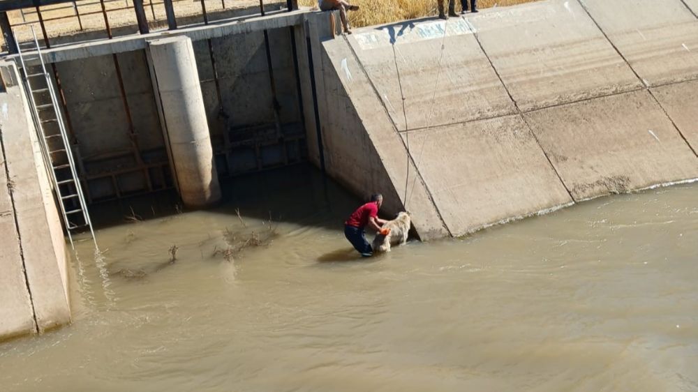 Diyarbakır’da kanala düşen köpek kurtarıldı 
