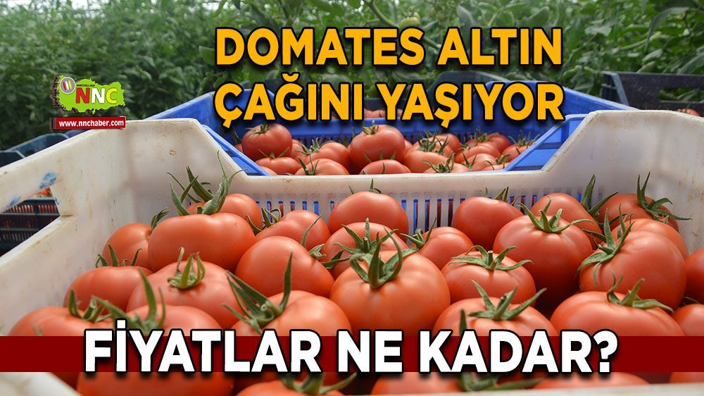 Domateste altın çağ! 