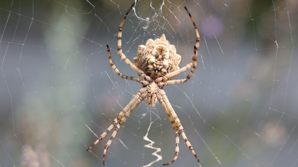 Dünyanın en zehirli örümceklerinden biri Aksaray’da görüldü
