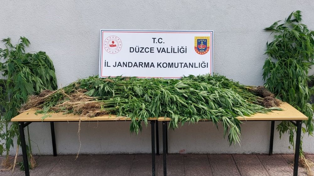 Düzce'de jandarma ekiplerinden uyuşturucu operasyonu